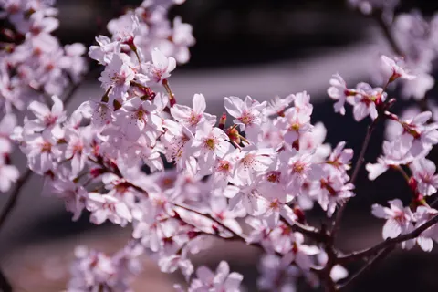 Cherry Blossom Tree 4K Wallpaper · flowers · 3840×2560