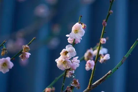 Sfondo Ciliegio in fiore 4K · flowers · 3840×2560