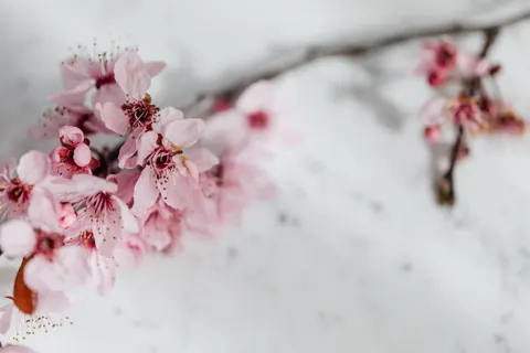 Cherry Blossom Tree 4K Wallpaper · flowers · 3840×2560