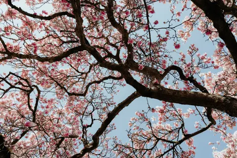 Обои Цветущая сакура 4K · flowers · 3840×2560