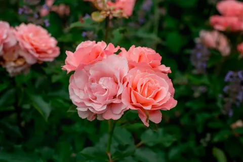 Rosengarten 4K Hintergrundbild · flowers · 3840×2563