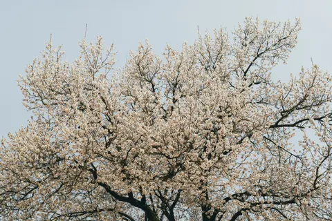 Cherry Blossom Tree 4K Wallpaper · flowers · 3840×2560