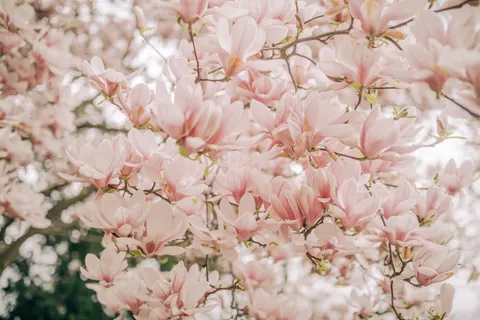 Cherry Blossom Tree 4K Wallpaper · flowers · 3840×2560