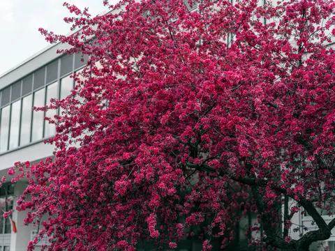 Cherry Blossom Tree 4K Wallpaper · flowers · 3840×2878