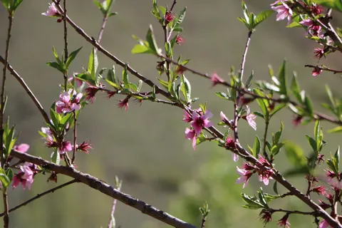 خلفية شجرة أزهار الكرز بدقة 4K · flowers · 3840×2560