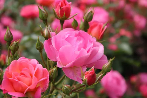Rose Garden 4K Wallpaper · flowers · 3840×2560