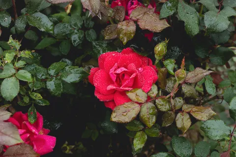 Tapeta Ogród różany 4K · flowers · 3840×2560