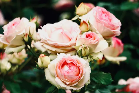 Rose Garden 4K Wallpaper · flowers · 3840×2560