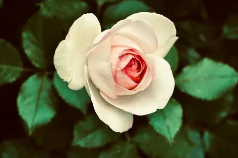 गुलाब का बाग़ 4K वॉलपेपर · flowers · 3840×2560