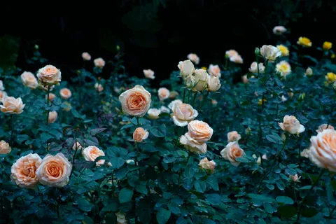 Rose Garden 4K Wallpaper · flowers · 3840×2560