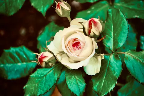 Rose Garden 4K Wallpaper · flowers · 3840×2560