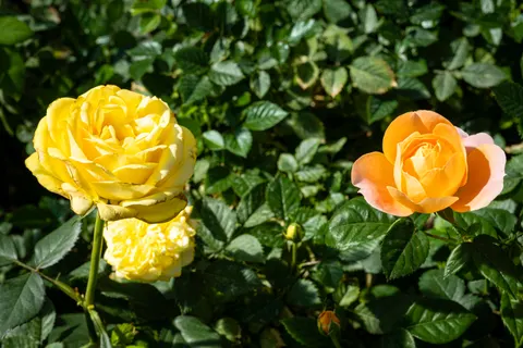 Sfondo Roseto 4K · flowers · 3840×2560