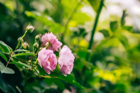 Rose Garden 4K Wallpaper · flowers · 3840×2560