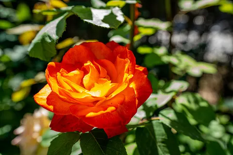Rose Garden 4K Wallpaper · flowers · 3840×2560