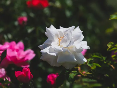 Rose Garden 4K Wallpaper · flowers · 3840×2880