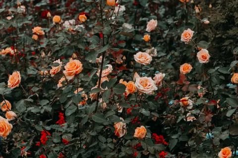 Rose Garden 4K Wallpaper · flowers · 3840×2560