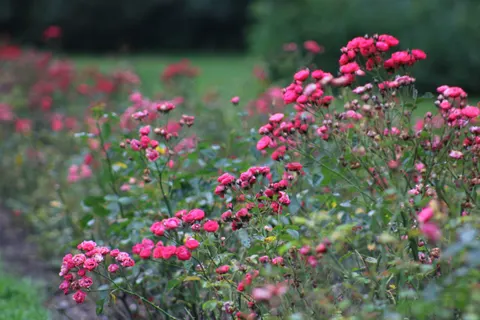 Rosengarten 4K Hintergrundbild · flowers · 3840×2560
