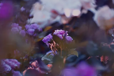 Rose Garden 4K Wallpaper · flowers · 3840×2560