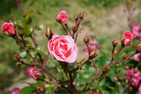 Rose Garden 4K Wallpaper · flowers · 3840×2560