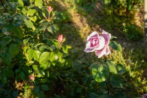 Wallpaper Taman Mawar 4K · flowers · 3840×2560