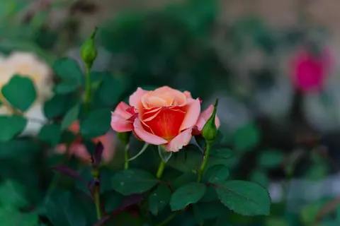 Fondo de pantalla Jardín de rosas 4K · flowers · 3840×2560