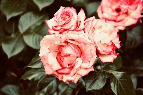 Rozentuin 4K-achtergrond · flowers · 3840×2560