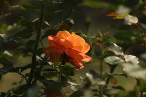والپیپر باغ رز با کیفیت 4K · flowers · 3840×2560