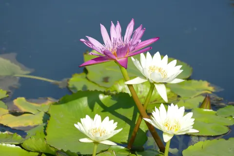 Water Lily 4K Wallpaper · flowers · 3840×2560
