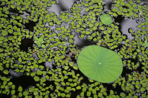 Water Lily 4K Wallpaper · flowers · 3840×2560