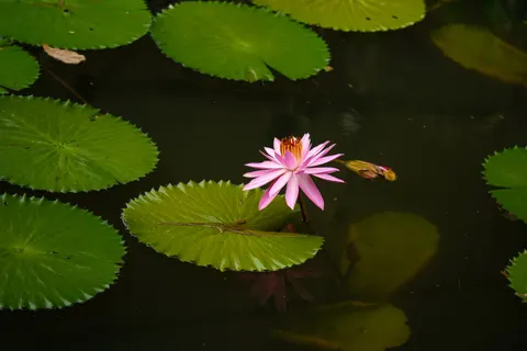 Water Lily 4K Wallpaper · flowers · 3840×2560