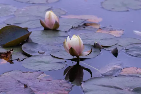 Water Lily 4K Wallpaper · flowers · 3840×2560