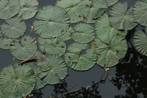 Water Lily 4K Wallpaper · flowers · 3840×2560