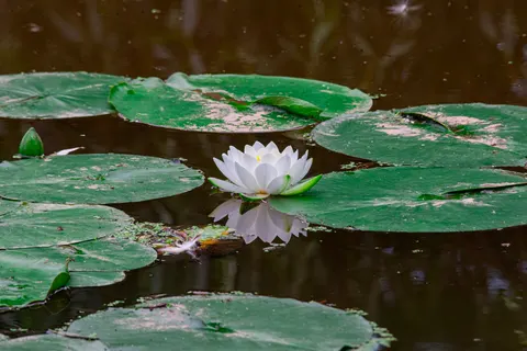 Water Lily 4K Wallpaper · flowers · 3840×2563