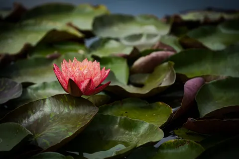 Water Lily 4K Wallpaper · flowers · 3840×2560
