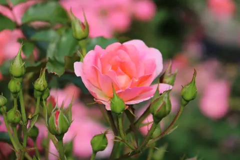 Fondo de pantalla Jardín de Rosas 4K · flowers · 3840×2560