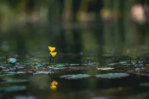 Fondo de pantalla Nenúfar 4K · flowers · 3840×2563