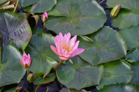Water Lily 4K Wallpaper · flowers · 3840×2563