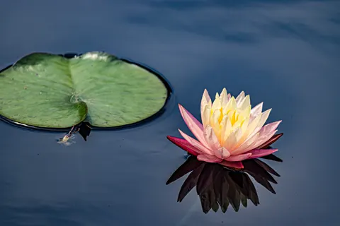 Water Lily 4K Wallpaper · flowers · 3840×2560