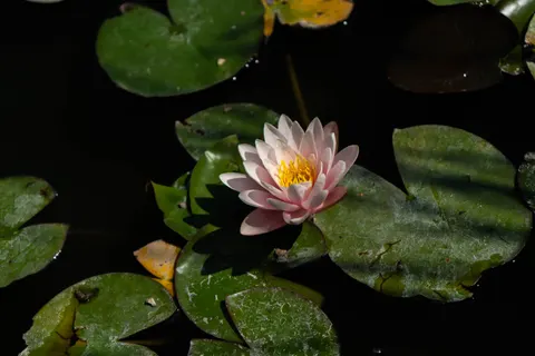 Water Lily 4K Wallpaper · flowers · 3840×2560