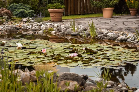 Water Lily 4K Wallpaper · flowers · 3840×2560