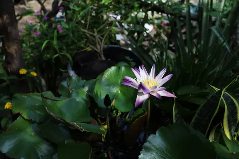 Water Lily 4K Wallpaper · flowers · 3840×2560