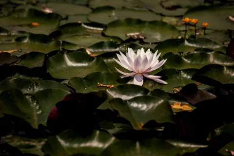 Papel de parede Nenúfar 4K · flowers · 3840×2560