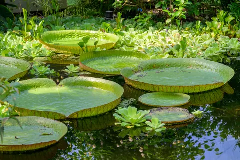 Water Lily 4K Wallpaper · flowers · 3840×2560
