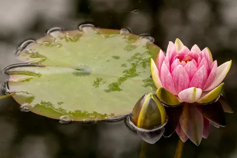 Water Lily 4K Wallpaper · flowers · 3840×2561
