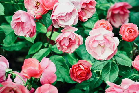 Rosengarten 4K Hintergrundbild · flowers · 3840×2560