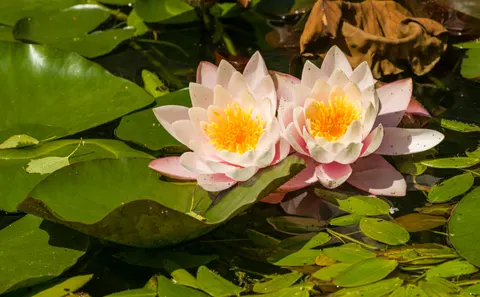 Water Lily 4K Wallpaper · flowers · 3840×2375