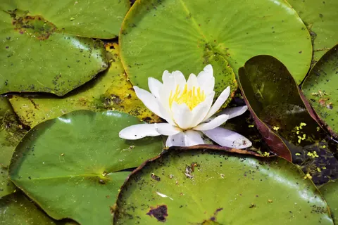 Water Lily 4K Wallpaper · flowers · 3840×2560