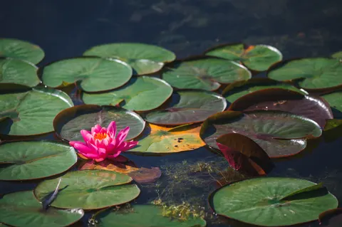 Water Lily 4K Wallpaper · flowers · 3840×2555