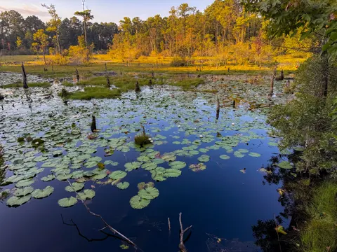 Water Lily 4K Wallpaper · flowers · 3840×2880