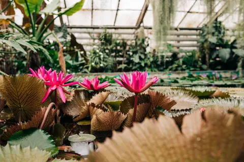 Water Lily 4K Wallpaper · flowers · 3840×2560